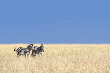 herd of zebras
