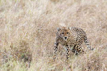 Obraz premium cheetah