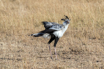 Secretarybird walking through grassland