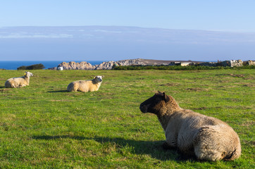 Moutons de Ouessant