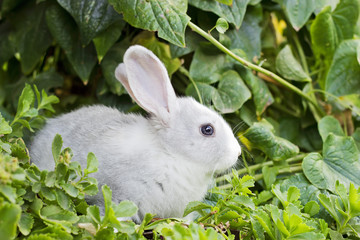 Pequeño conejo blanco entre hojas verdes