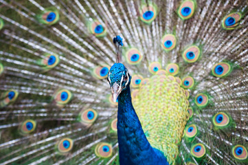 Obraz premium Green Peacock