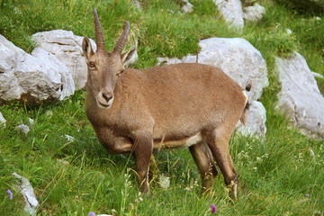 Bouquetin