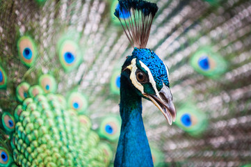 Fototapeta premium Green Peacock