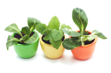 three plants in varicolored ceramic cups.