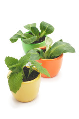 three plants in varicolored ceramic cups.