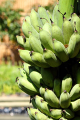 raw cultivated gros michel  bananas bunch