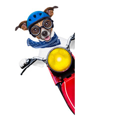 motorbike dog