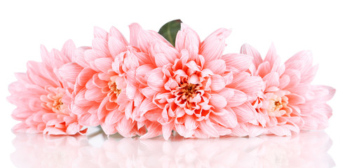 Pink chrysanthemums isolated on white
