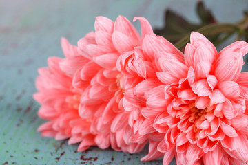 Pink chrysanthemums on blue wooden table
