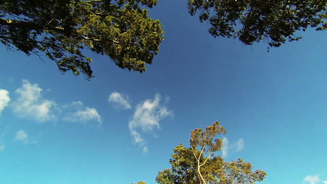 Looking up while driving from road with trees and clouds in the 
