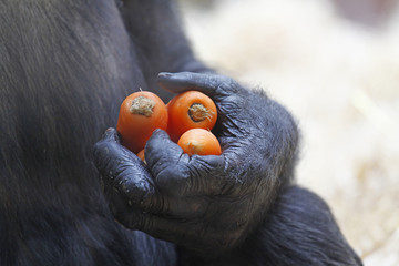 Gorilla hands holding a bunch of carrots
