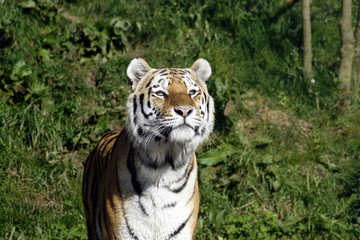 Siberian tiger