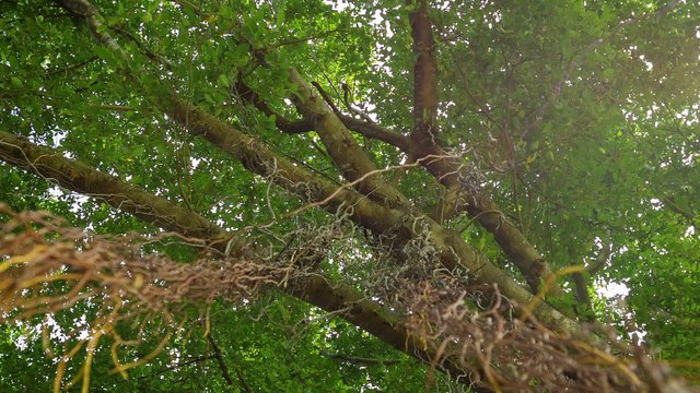 Video 1080p - Liana on the big tree