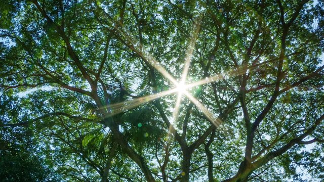Sun shines through the leaves of a tropical tree