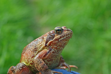 Marsh frog sits on a green leaf