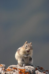 Chipmunk smiles