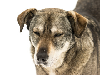 Homeless Dog Portrait Isolated On White