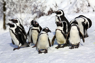 Obraz premium Dwarf Penguins