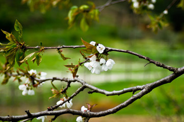 flower spring blossoms