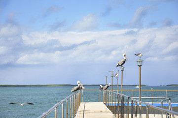 Gulls and cormorants sitting on a pier near the sea - Powered by Adobe