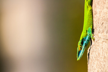 Obraz premium green anolis