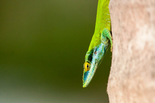 green anolis
