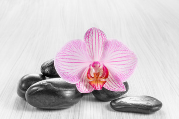 Fototapeta na wymiar Pink orchid on wooden background
