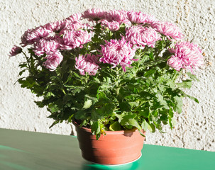 Magenta chrysanthemum flowerpot