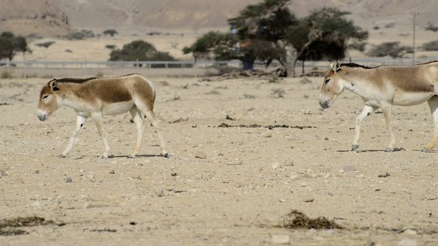 The onager (Equus hemionus) is a brown Asian wild ass