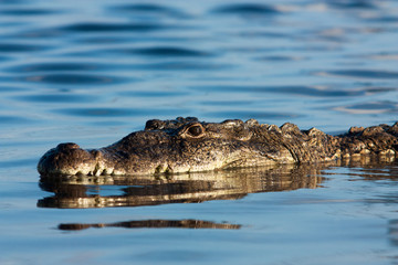 Obraz premium american crocodile