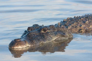 Selbstklebende Fototapete Krokodil american crocodile