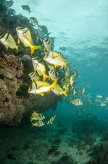 Fototapeta premium Caribbean porkfish
