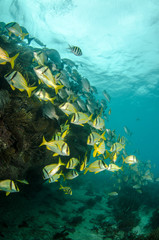 Fototapeta na wymiar Karaiby Porkfish