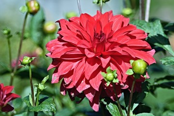 Dahlie