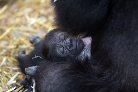 Gorilla with baby, mother and child,
