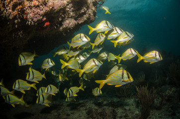 Fototapeta premium Caribbean porkfish