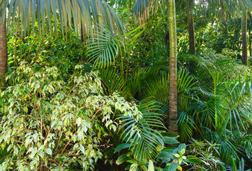 Subtropical plants in summer city park grove