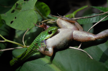 Green night adder eating a frog.