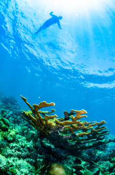 views from the coral reefs of the caribbean sea.
