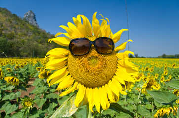 Beautiful Sunflower field