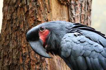 Palm Cockatoo Parrot