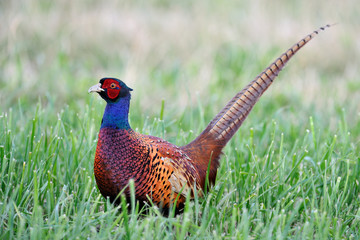 Common Pheasant in grass.