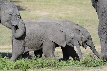 Naklejka na ściany i meble Dwa słonie następujące nieletnich w stadzie.