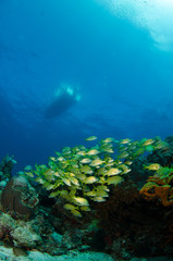 Naklejka na ściany i meble widoki z raf koralowych w Morzu Karaibskim.