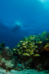 Plakat widoki z raf koralowych w Morzu Karaibskim.