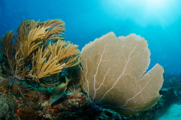views from the coral reefs of the caribbean sea.