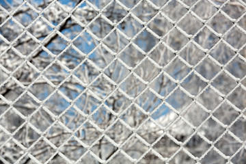 Fototapeta premium the winter-impression into the frosty day