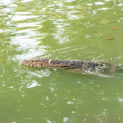 Water monitor swimming in pond, Varanus salvator