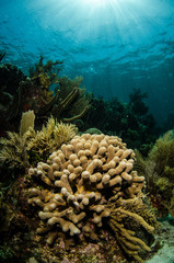 Naklejka na ściany i meble widoki z raf koralowych w Morzu Karaibskim.